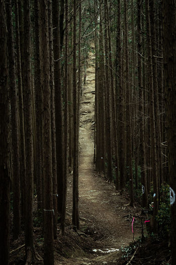 Trees in forest