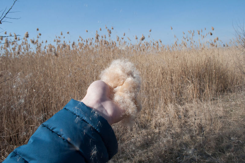 Cropped hand holding cattail on field