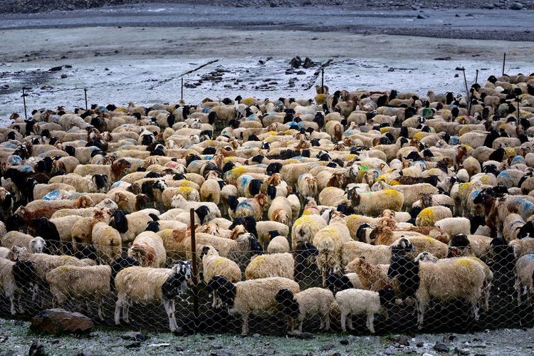Cute flock of sheep in the snow beside the duku highway in xinjiang
