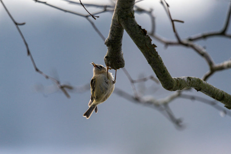 Low angle view of bird perching on branch