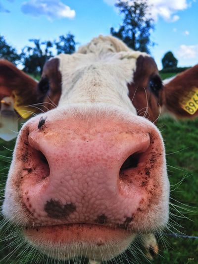 Close-up of cow's nose