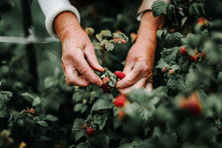 Cropped image of hands picking raspberries