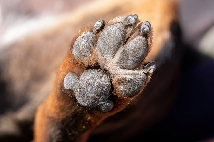 A close up look at the underside of the back dirty dog paw pad, during the day.