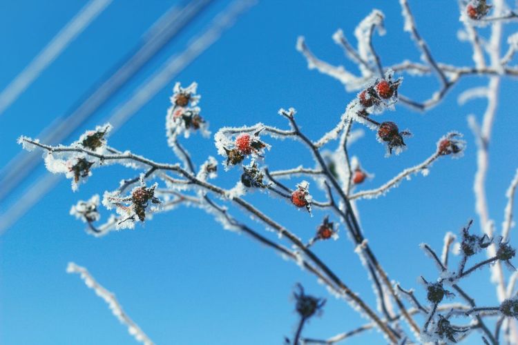 Low angle view of frozen plant against blue sky