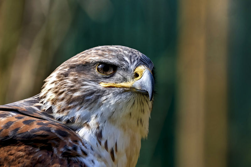 Close-up portrait of a bird of prey