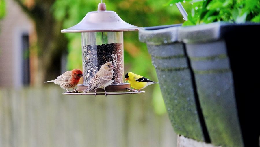 All types of finch birds male, female house finch  male golden finch are joining the party adventure