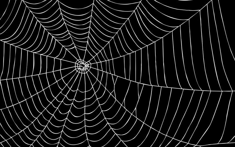 Close-up of spider web against black background