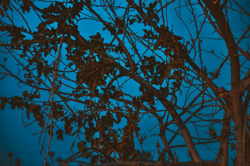 Low angle view of tree against blue sky