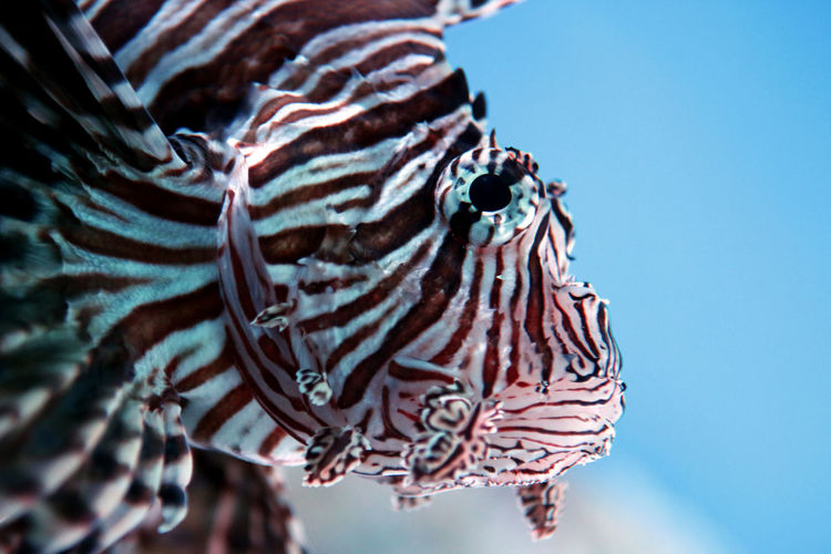 Close-up of lionfish swimming in aquarium