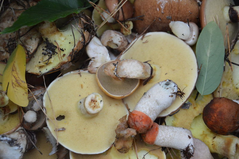 Fresh harvested edible mushrooms in the forest