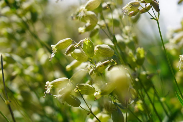 Close-up of white flowering plant