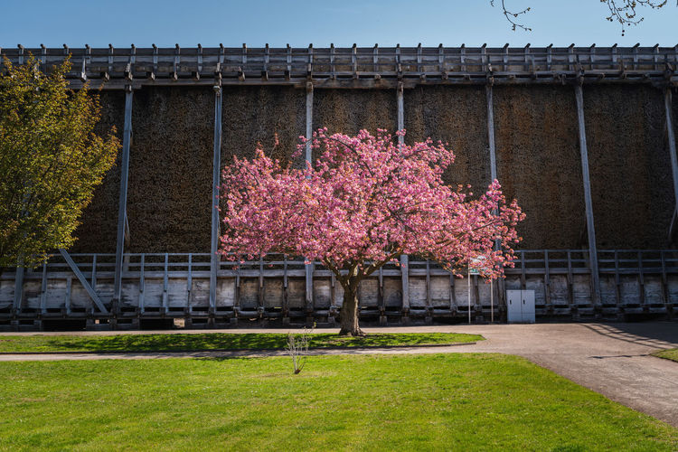 Pink cherry blossom tree in front of building