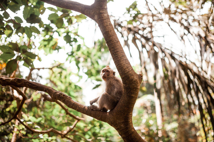 Young long tailed monkey sitting in a tree