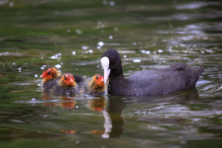 Coots swimming in lake