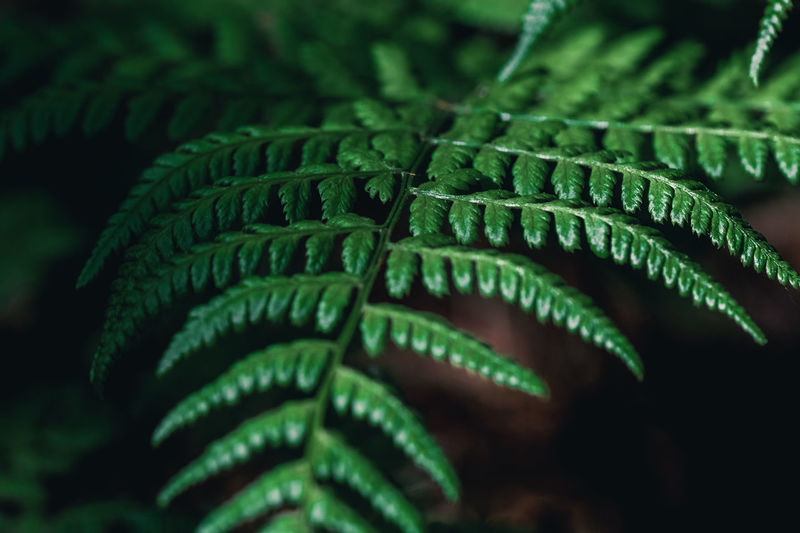 Close-up of fern leaves