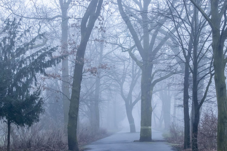 Road amidst trees in forest during winter