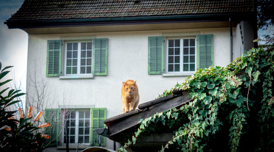 Cat looking away in a building