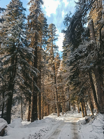 Snow covered pine trees in forest against sky