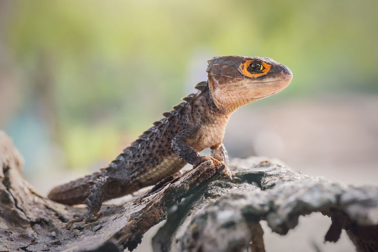Close-up of lizard on wood