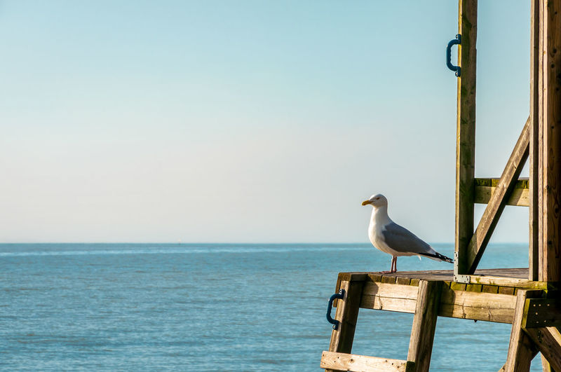 Seagull perching on wooden post by sea against clear sky