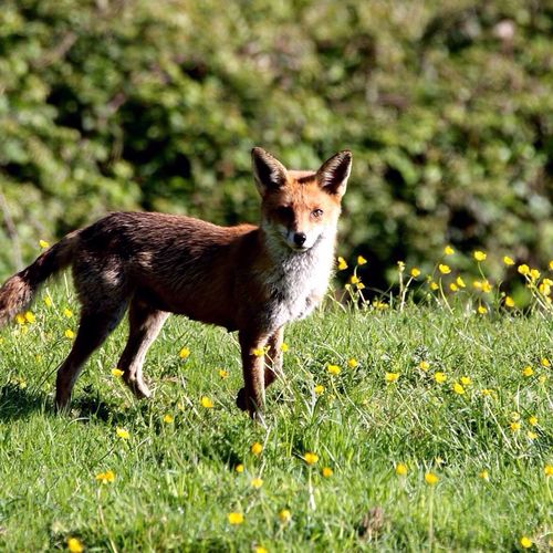 Fox on grassy field