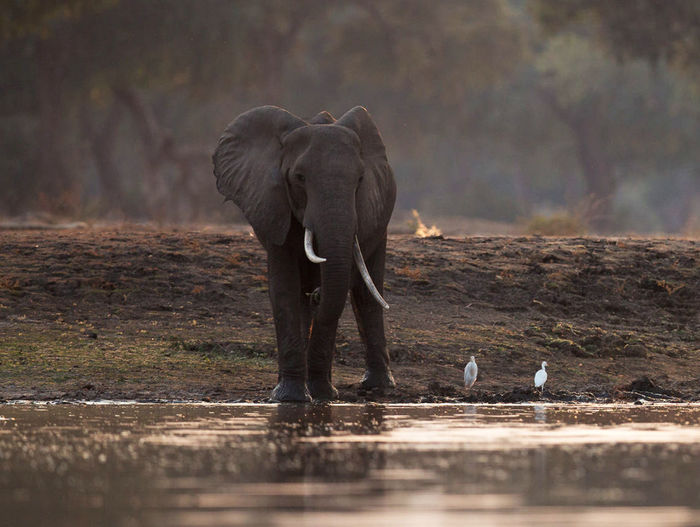 View of elephant drinking water