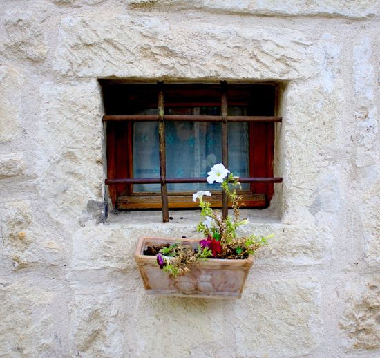 Potted plant on window sill of house