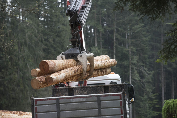 Transport of wood by truck. logistics in forestry and the forest management