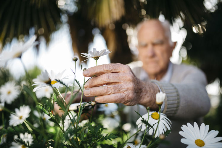 Senior man's hand picking flower in the garden