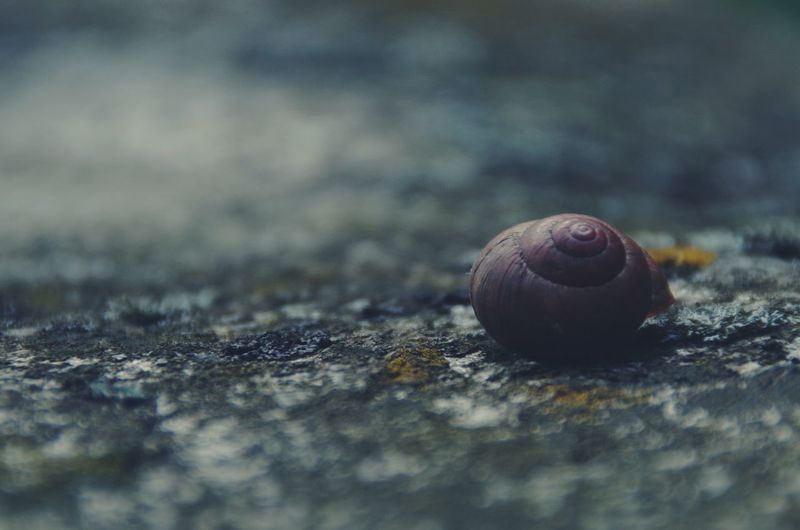Close-up of snail