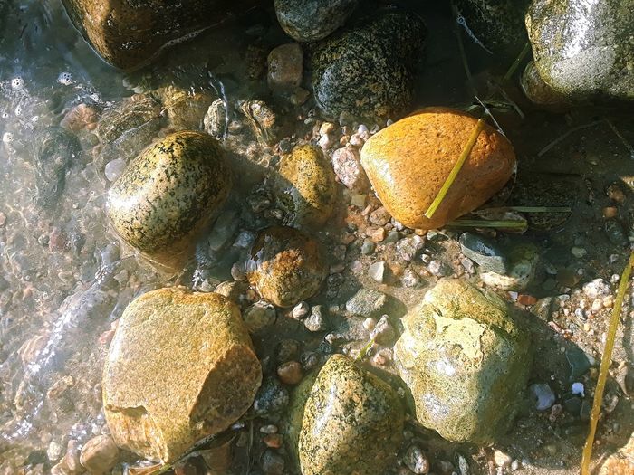 Close-up of crab on rock in water