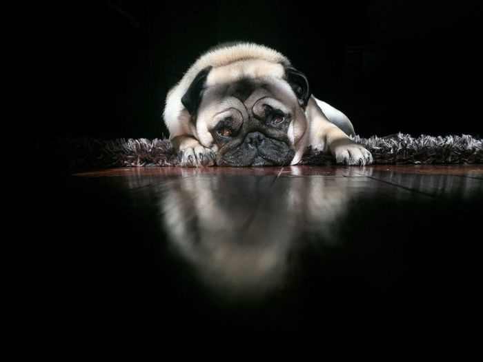 Front view of bulldog lying down on carpet