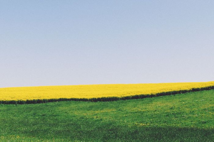 YELLOW FLOWERS GROWING ON FIELD AGAINST CLEAR SKY