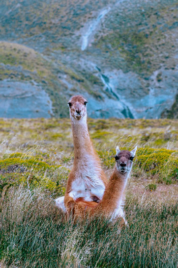 View of guanaco on land