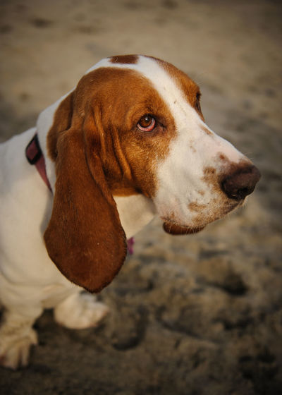 Basset hound dog standing on beach looking up