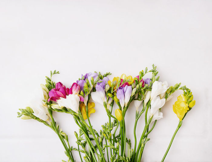Close-up of flowering plant against white background