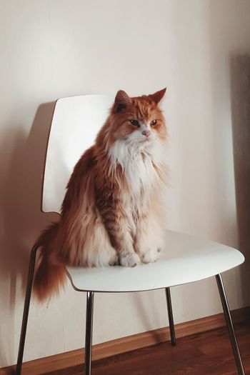 Cat sitting on chair at home