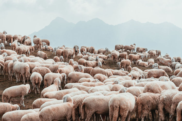 A herd of white sheeps eating grass on the top of a mountain 3