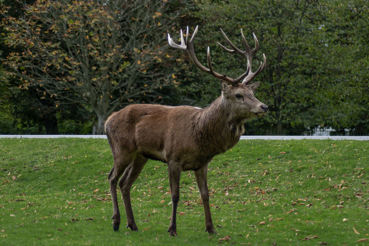 Big red stag