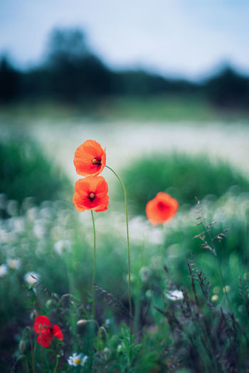 Close-up of poppy flowers on land