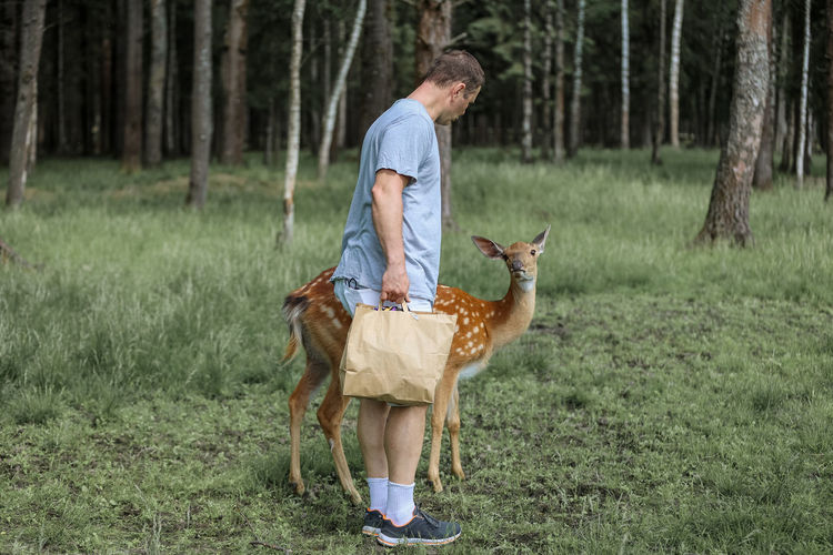 A man feeding cute spotted deer bambi  in the forest
