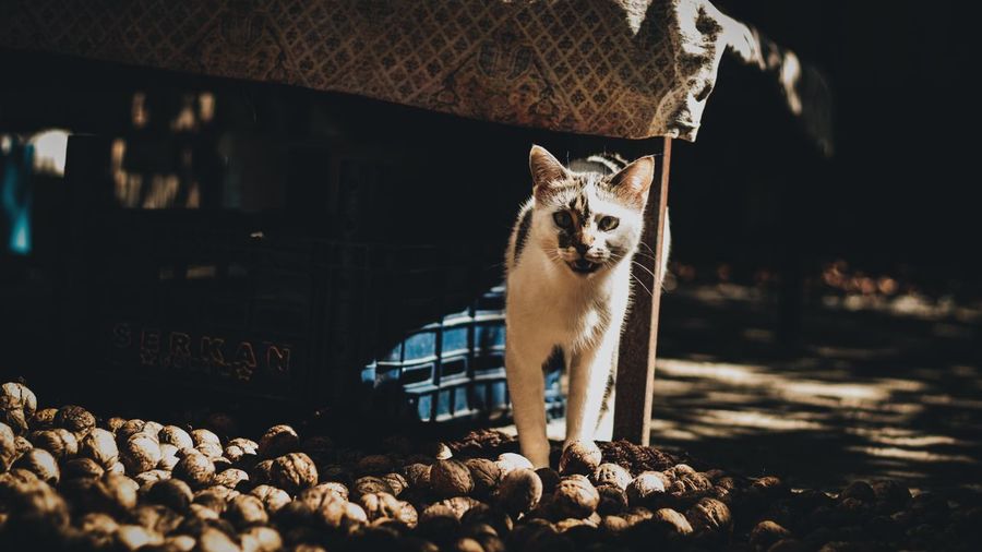A cat among the walnuts