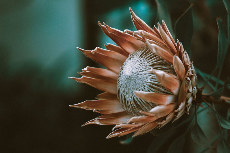 Close-up of flower on plant