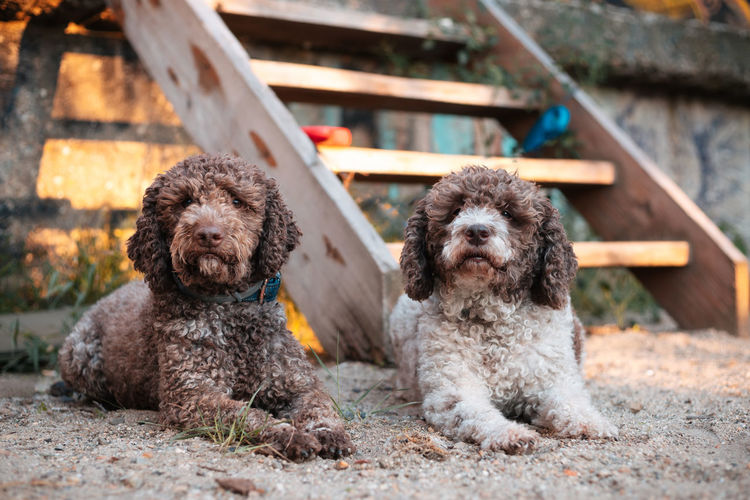 Two purebred lagotto romagnolo dogs sitting together