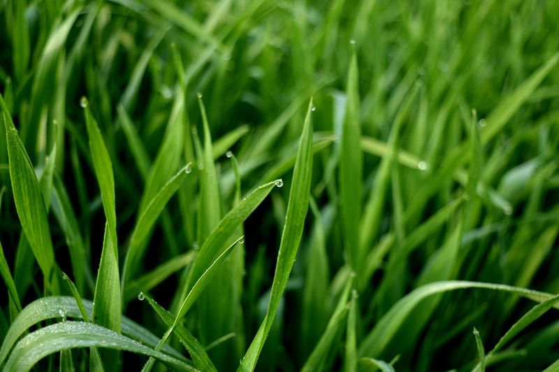 Full frame shot of wet grass