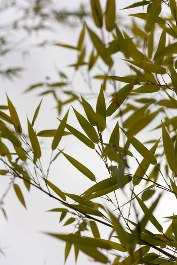 Close-up of leaves on lake against sky