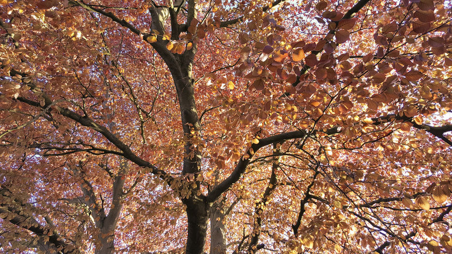 Low angle view of cherry tree during autumn