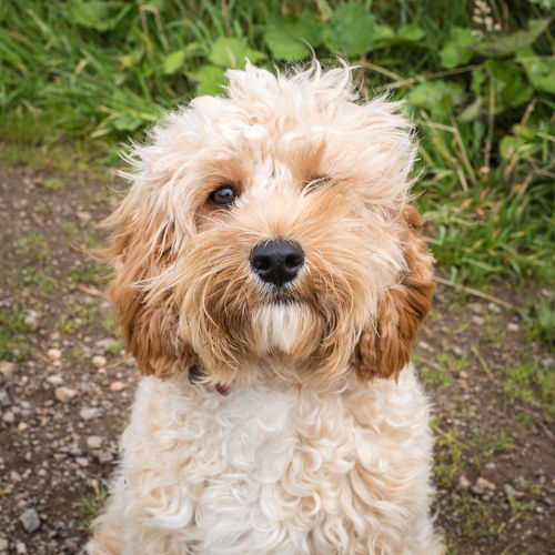 Close-up of dog