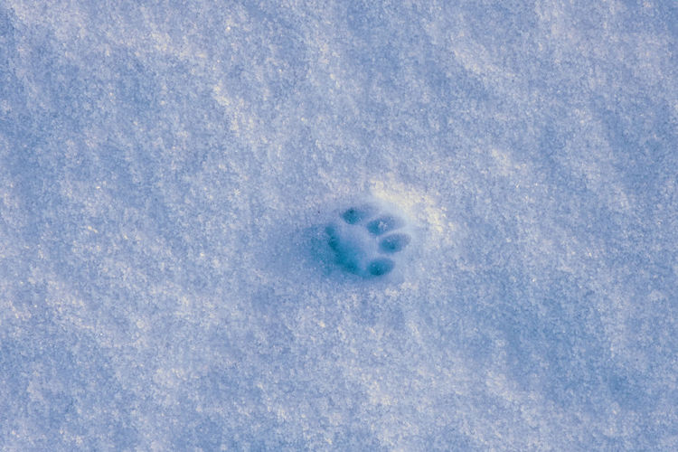 Cat footprint in snow