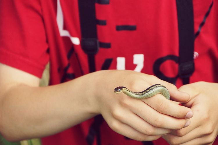 Midsection of boy holding garter snake